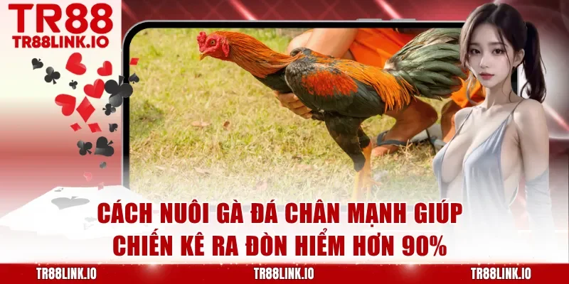 Cách Nuôi Gà Đá Chân Mạnh Giúp Nâng Cao Sức Bền Cho Chiến Kê