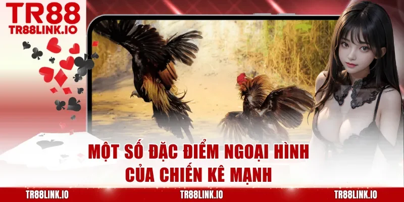 Một số đặc điểm ngoại hình của chiến kê mạnh