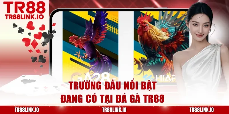 Trường đấu nổi bật đang có tại đá gà TR88